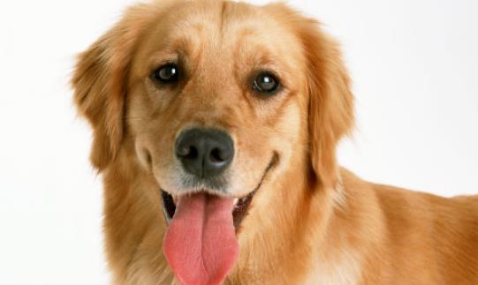 金毛什么時候爆毛 小狗什么時候爆毛