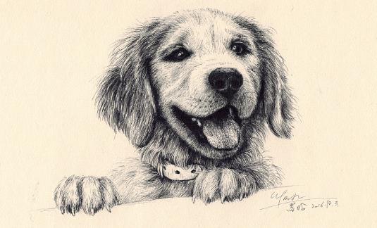 金毛什么時候爆毛 小狗什么時候爆毛