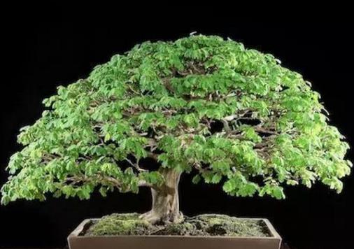 世界十大金獎盆景排行榜,中國黃雀梅盆景位列第五