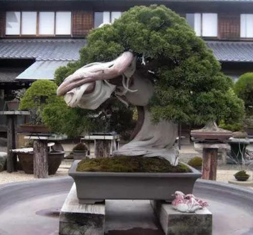 世界十大金獎盆景排行榜,中國黃雀梅盆景位列第五