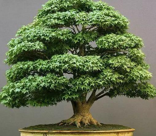 世界十大金獎盆景排行榜,中國黃雀梅盆景位列第五