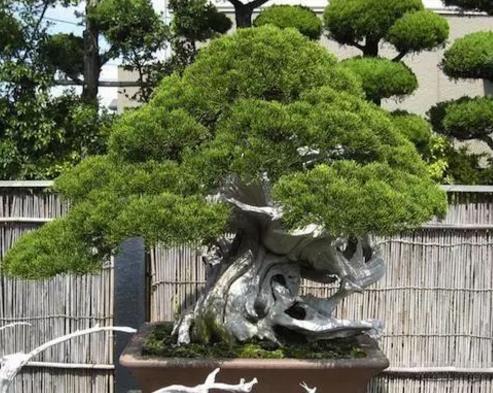 世界十大金獎盆景排行榜,中國黃雀梅盆景位列第五