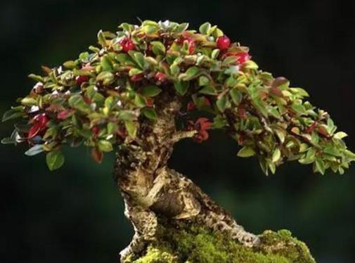 世界十大金獎盆景排行榜,中國黃雀梅盆景位列第五