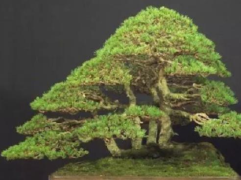 世界十大金獎盆景排行榜,中國黃雀梅盆景位列第五