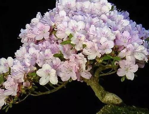 世界十大金獎盆景排行榜,中國黃雀梅盆景位列第五