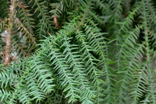 中國十大珍惜樹種排行榜,珙桐被稱為植物界的“活化石”