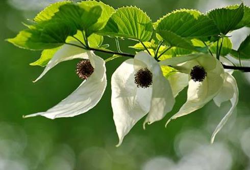 中國十大珍惜樹種排行榜,珙桐被稱為植物界的“活化石”