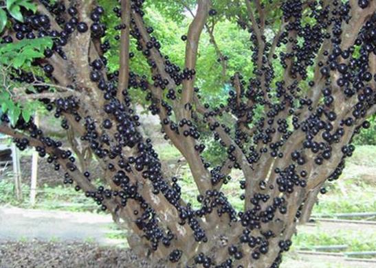 十大形狀最奇葩的水果,蓮霧被譽(yù)為“水果皇帝”、荔枝果又稱為阿基果