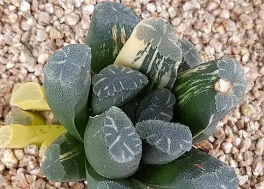 十大名貴多肉植物排行榜,霓虹燈玉露晶瑩剔透、玉扇對環境要求高