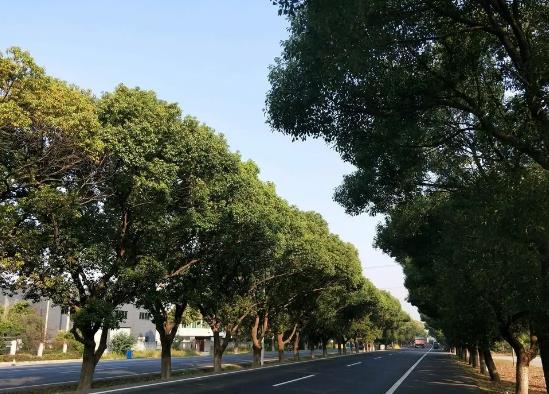 中國十大行道樹排行榜,懸鈴木有效應(yīng)對(duì)空氣污染、榆樹抗風(fēng)能力強(qiáng)