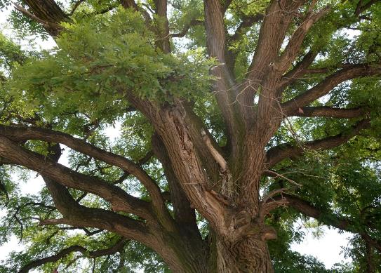 中國十大行道樹排行榜,懸鈴木有效應(yīng)對(duì)空氣污染、榆樹抗風(fēng)能力強(qiáng)