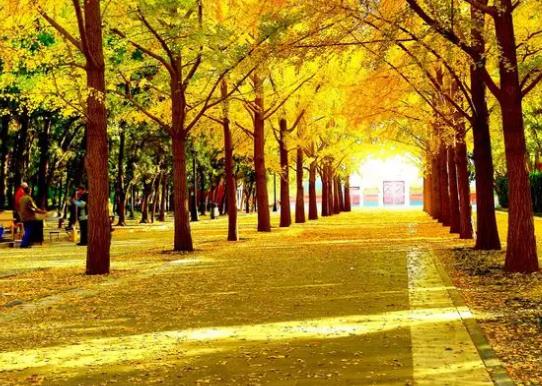 中國十大行道樹排行榜,懸鈴木有效應(yīng)對(duì)空氣污染、榆樹抗風(fēng)能力強(qiáng)