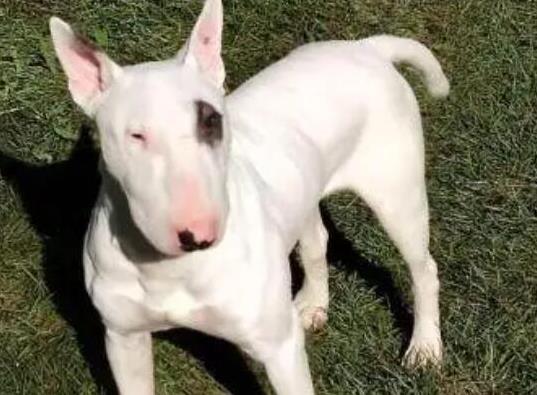 十大頂級(jí)梗類犬排名,約克夏梗調(diào)皮可愛、杰克羅素梗精力旺盛