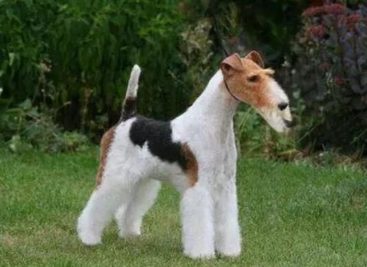 十大頂級(jí)梗類犬排名,約克夏梗調(diào)皮可愛、杰克羅素梗精力旺盛