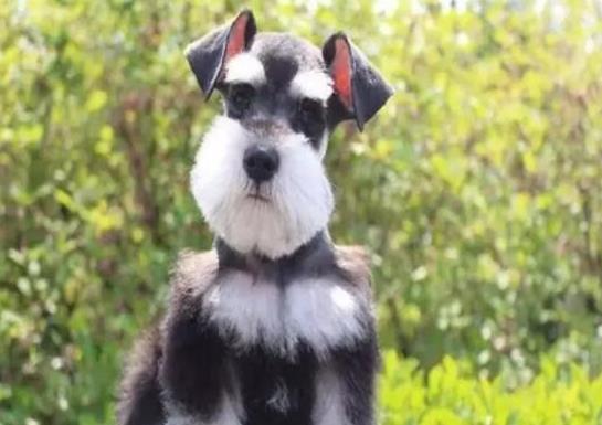 十大頂級(jí)梗類犬排名,約克夏梗調(diào)皮可愛、杰克羅素梗精力旺盛