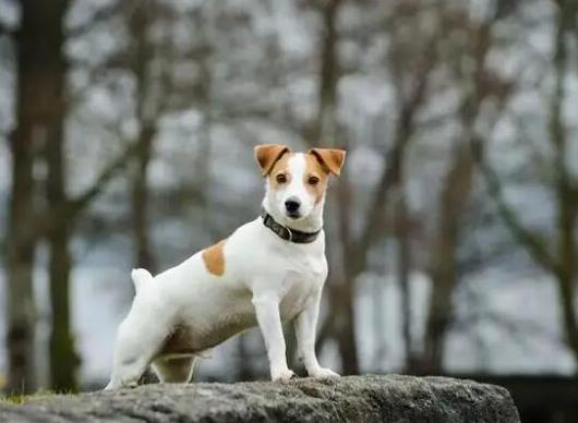 十大頂級(jí)梗類犬排名,約克夏梗調(diào)皮可愛、杰克羅素梗精力旺盛