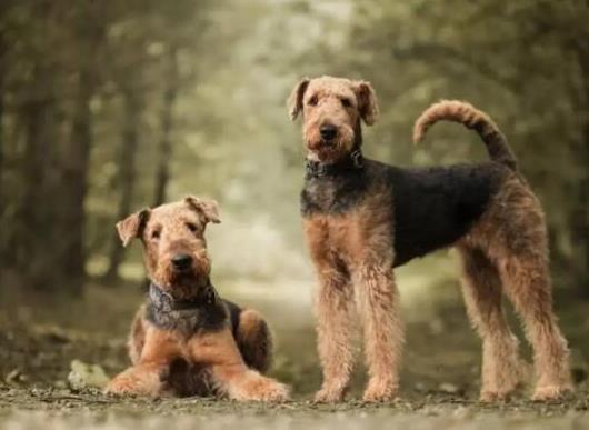 十大頂級(jí)梗類犬排名,約克夏梗調(diào)皮可愛、杰克羅素梗精力旺盛