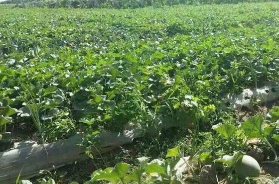 新疆省哈密市十大旅游景點(diǎn)排行榜 哈密有什么好玩的地方