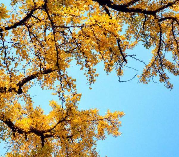 德國魏瑪十大旅游景點排行榜 魏瑪好玩的地方推薦