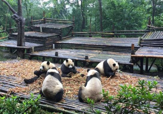 大熊貓基地冬天可以看到熊貓嗎?成都大熊貓基地門票老人有優惠嗎