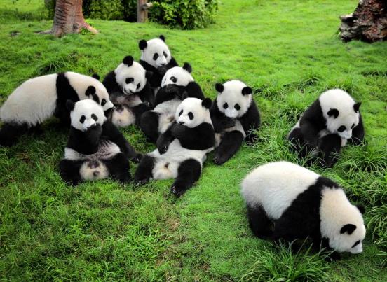 大熊貓基地冬天可以看到熊貓嗎?成都大熊貓基地門票老人有優惠嗎