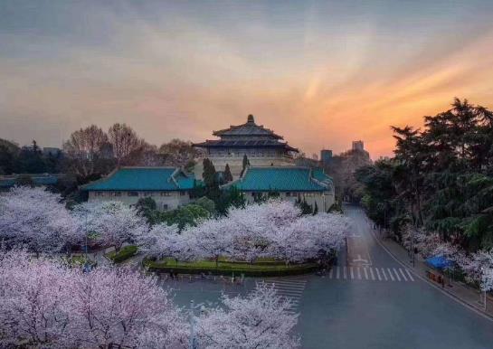 2022年武漢4月有櫻花嗎?2022年武漢清明前后還能看櫻花嗎