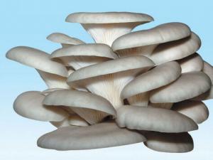 平菇的營養及功效-平菇的適用人群