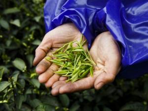 茶葉的種類(lèi)-哪些茶葉屬于綠茶？