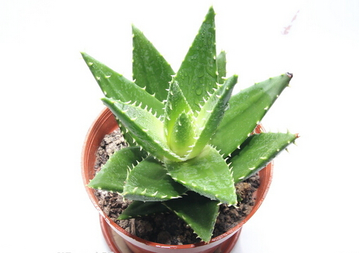 �J�C�������c��;-�J�C��ˎ�Ãrֵ