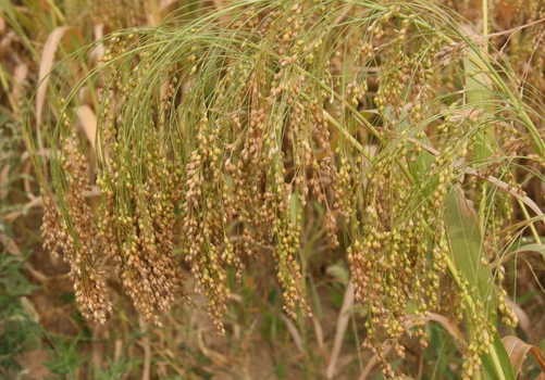 ���ӵ�ʳ�÷���-���ӵĹ�Ч�c����