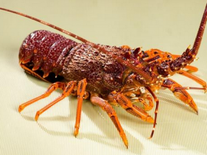 食用澳洲龍蝦的注意事項-澳洲龍蝦的營養價值