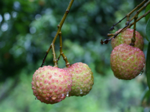 荔枝的營(yíng)養(yǎng)價(jià)值-荔枝吃多了會(huì)怎么樣?