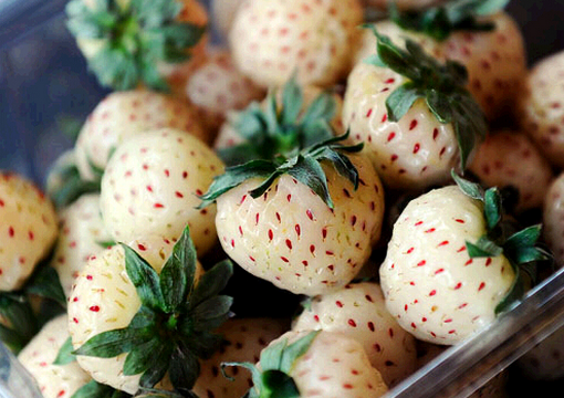 ʳ�ò��}ݮ��ע�����-���}ݮ�Ĺ�Ч�c����