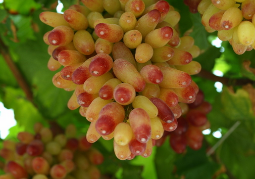 ���ӵĠI�B�rֵ-���Ӻ����ѵą^�e