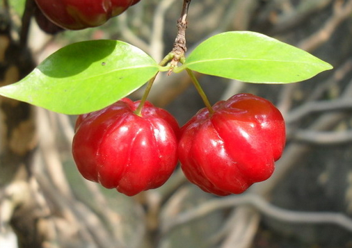 ���\���Ĺ�Ч�c����-���\���ķNֲ���g