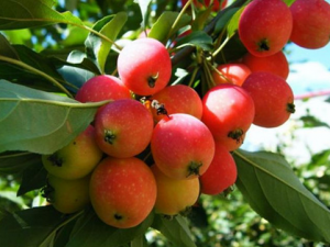 食用海棠果的注意事項(xiàng)-海棠果的功效與作用