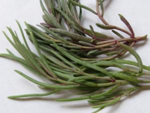 海英菜是啥?海英菜的功效與作用