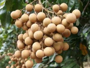 吃桂圓有什么好處和營養?桂圓肉的功效與作用