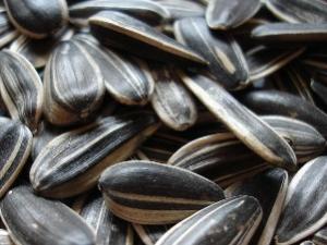 葵花籽有什么好處?葵花籽(瓜子)的營養價值