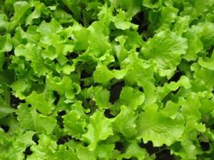 吃生菜有什么功效？生菜的食療作用