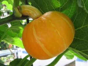 吃南瓜有什么好處？南瓜的營養價值