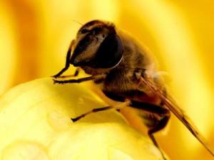 蜂王漿有副作用嗎？蜂王漿的副作用