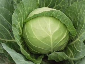 經(jīng)常吃甘藍有什么好處?甘藍的功效與作用