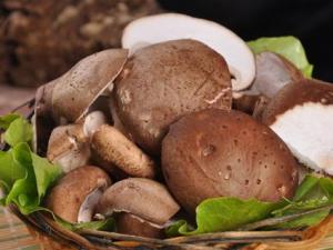 ���㹽��ʲô��̎���㹽�ĠI�B�rֵ