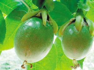 雞蛋果有什么功效？雞蛋果的營(yíng)養(yǎng)價(jià)值