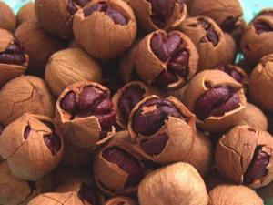 山核桃的營養價值-吃山核桃的好處