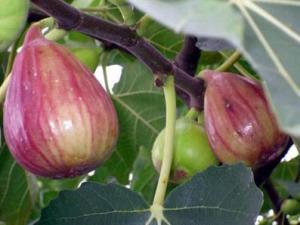 吃無花果有什么好處?無花果的功效與作用