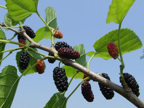 ɣ���ӵĹ�Ч�c����-ɣ�صĠI(y��ng)�B(y��ng)�r(ji��)ֵ