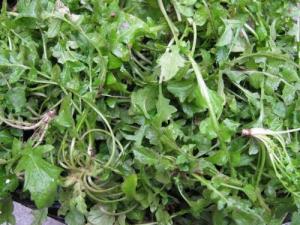 薺菜的營養(yǎng)價(jià)值，薺菜的功效，薺菜的作用