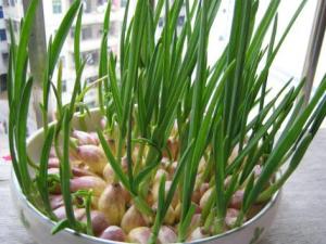 蒜苗的營養價值-吃蒜苗有什么好處